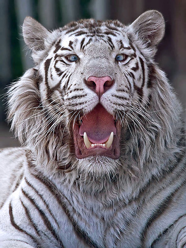 sypix님이 촬영한 White Tiger.