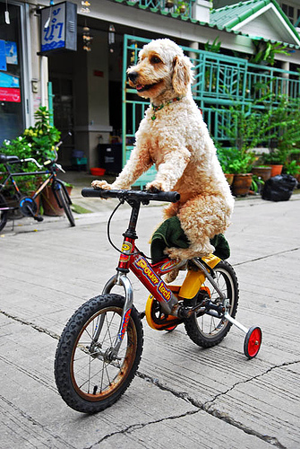 dog-on-bike4