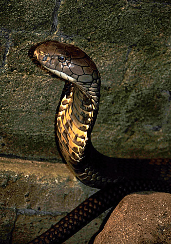 _DSC8074_ak Snake Cobra _ s_l by forgalta