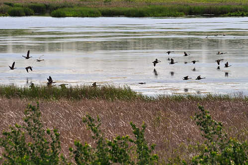 Swan chasing lots of geese DSC_2361