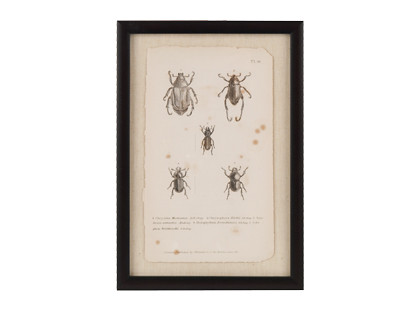 vintage insect print