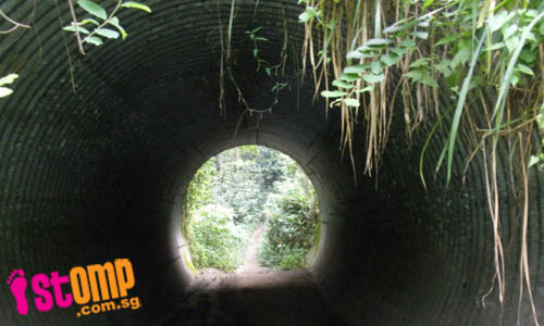  Safe or not? Neglected tunnel is covered with overgrown vegetation