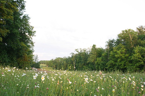 Daisy fields. 