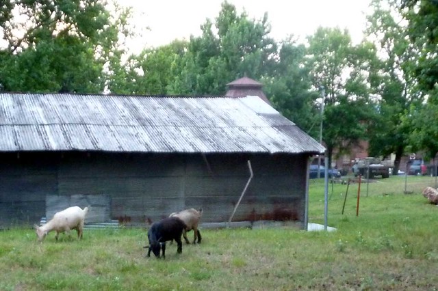 P1020632-2010-06-19-Burnaway-Fundraiser-Goat-Farm-Goats