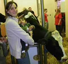 Cow at the Vet school Open House