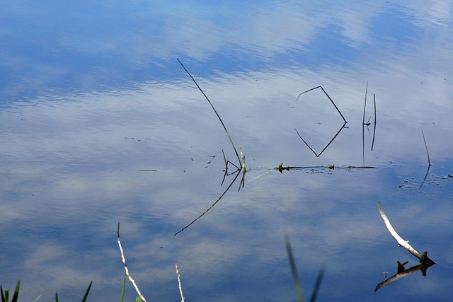 water, sky, grass (whitaker ponds)