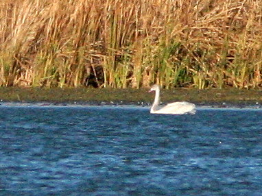 Swan 20101104