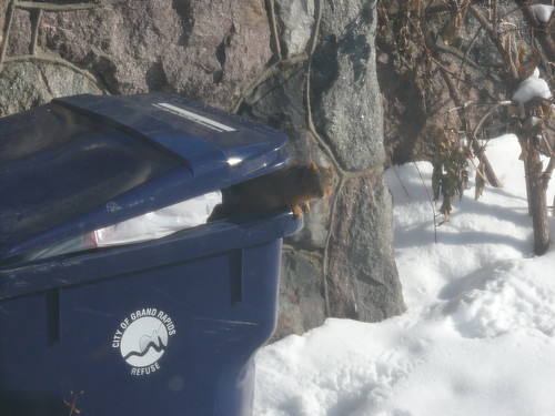 Dumpster Diving Squirrel