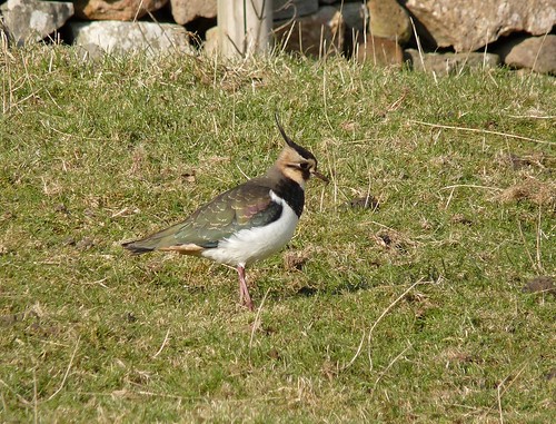 11897 - Lapwing at Mewslade, Gower