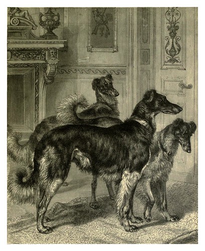 010-Wolfhunds Siberianos-The illustrated book of the dog 1881- Vero Kemball Shaw