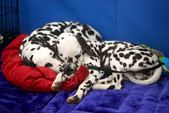 Golden Gate Kennel Club Dog Show: Dalmatians