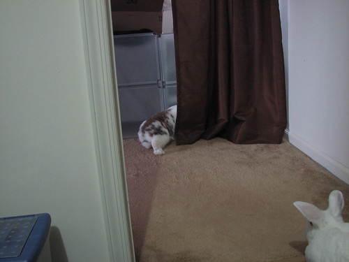 betsy creeps behind the curtain