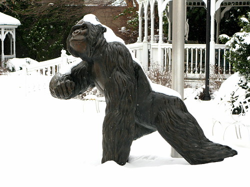 Gorilla in the Snow