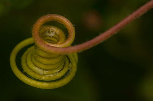 Coiled