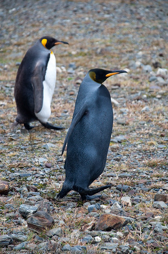 Black Penguin in the foreground with a regular King penguin in the background