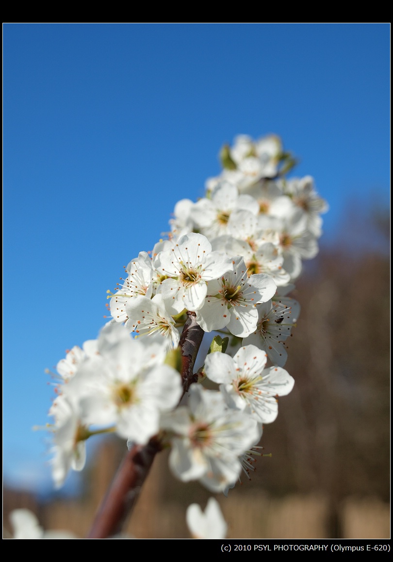 Blossoms on a branch
