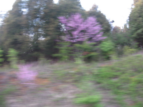blur & bloom