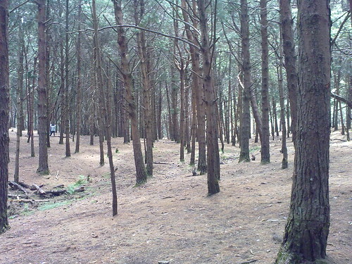 Pine forest - Kodaikanal