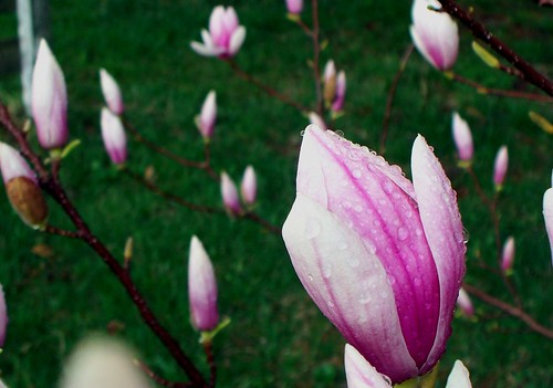 jane magnolia tree pictures. The magnolia tree at our
