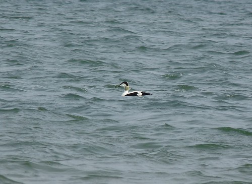 12385 - Eider on the Burry Inlet