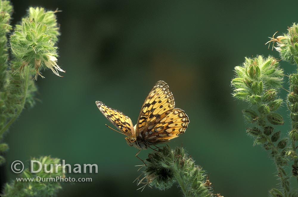 Great Basin Fritillary butterfly (Speyeria egleis)
