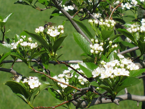Hawthorne tree blooms