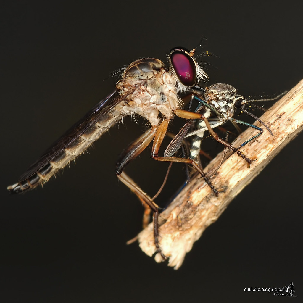 Robberfly with Prey | Aedes (by Sir Mart Outdoorgraphy™)