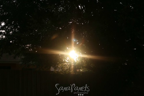 Sun through the oaks 