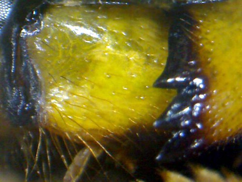 wasp mouth 2