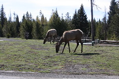 Elk Near Grant Village