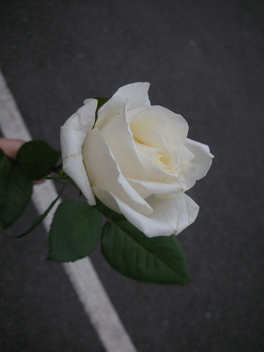 白玫瑰很美