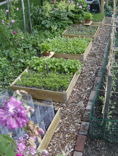 more raised beds