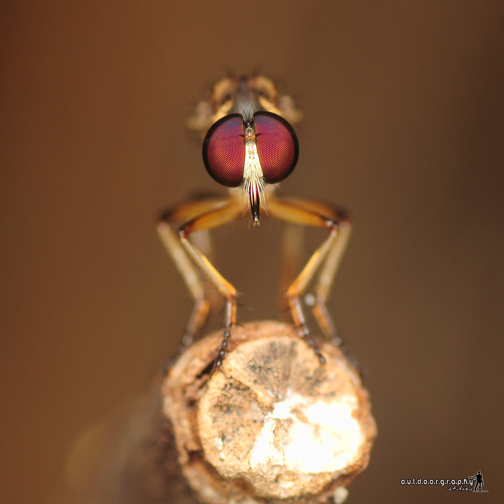 Face to Face | Robberfly (by Sir Mart Outdoorgraphy™)