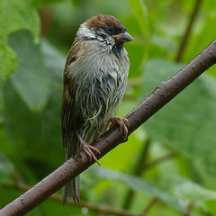 Tree Sparrow 10