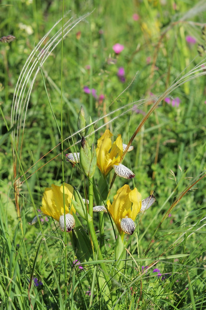 Iris variegata (48°08' N 16°15' E)