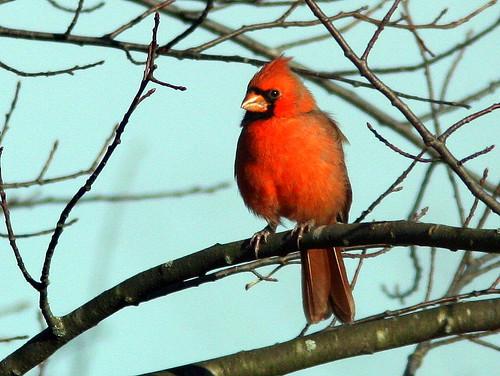 Northern Cardinal 20101029