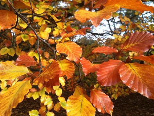 Autumn leaves at The Lodge