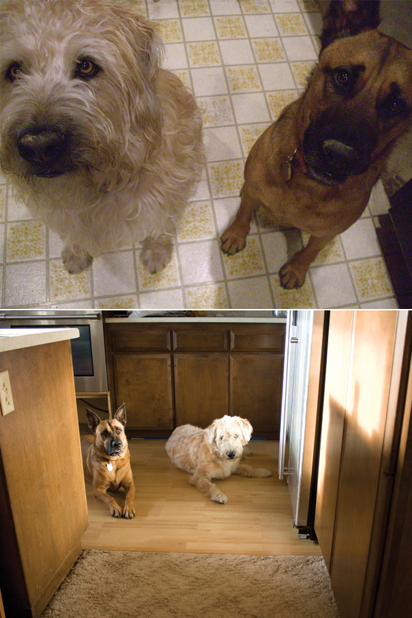 old floor, new floor, same dogs.