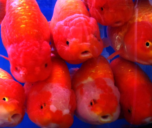 goldfish market