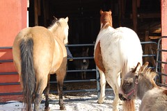 Toby, Keiko and ud Duck look in on new donkeys