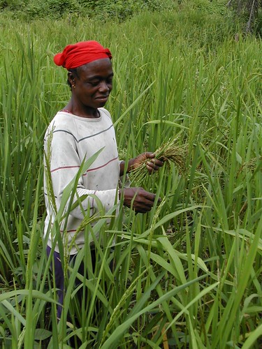 Locally grown rice, Cote D'Ivoire