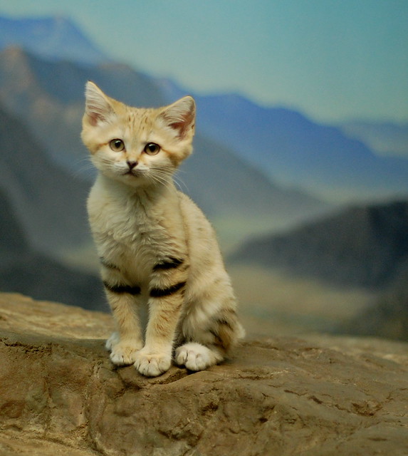Posing Sand Kitten