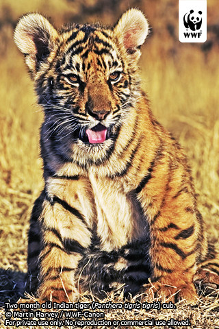 wallpaper tiger cub. Indian tiger cub iPhone
