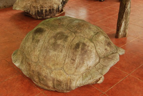 Giant tortoise's carapace