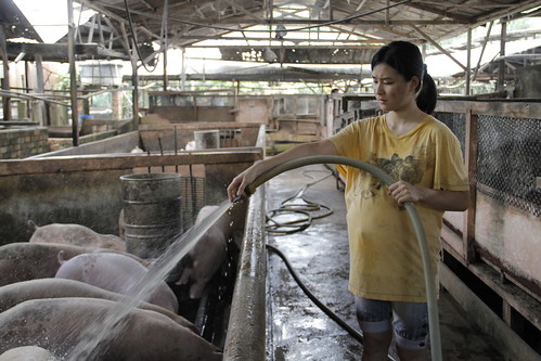 Preggers Ping (Lai Fooi Mun) bathing pigs in The Tiger Factory