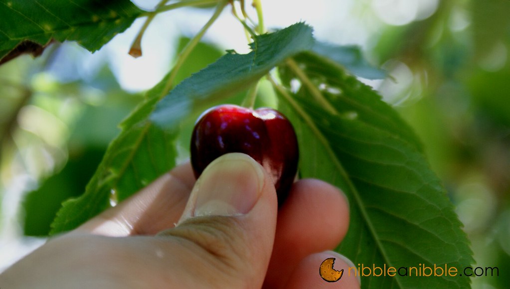 Cherry picking