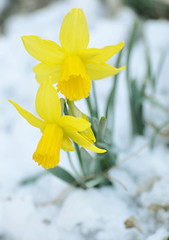 daffies in snow by Fact Woman