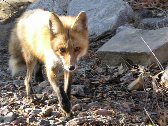 fox on the trail