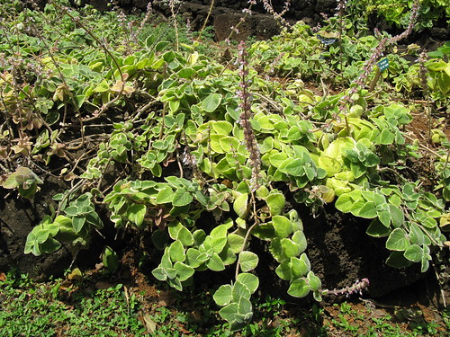 Plectranthus ambonicus