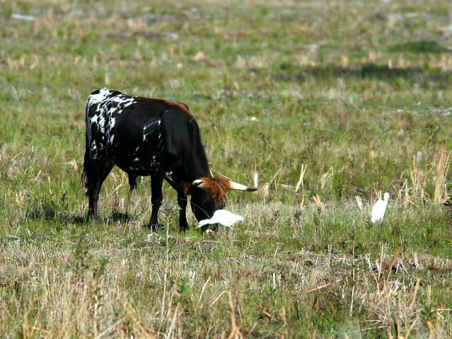 Cattle Egrets 20100402